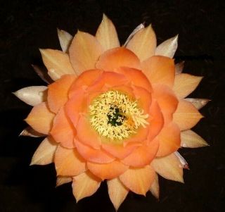 Rare,  Trichocereus,  Hybrid,  Magic Eyes,  Echinopsis,  Cactus,  Blooming,  Live,  Plant