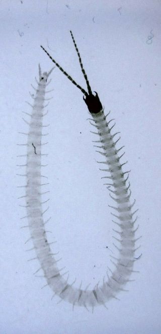 Antique Microscope Slide.  " Centipede ".  Whole Specimen.