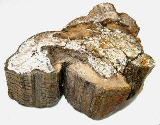 Full Round FUNGUS Petrified Wood from Arizona VERY RARE 3