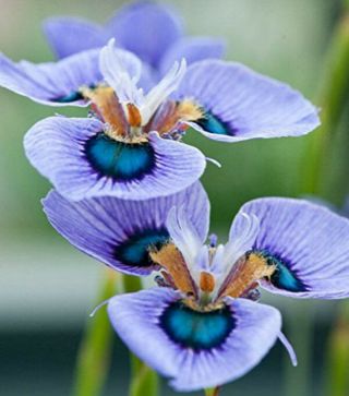 2 Blue Moraea Iris Bulbs Perennial Decor Bonsai Flowers Rare Home Plant Stunning