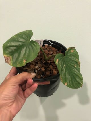 Philodendron Mamei Rare Aroid House Plant