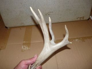 6 Point Unique Odd Mule Deer Shed Antler Horn Decor Freak Of Nature Rare Side