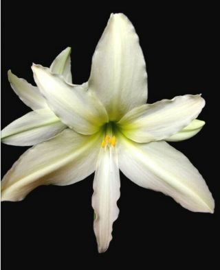 Big Hippeastrum Anzaldoi - Ultra Rare Bulbous Ornamental Plant,  Geophyte