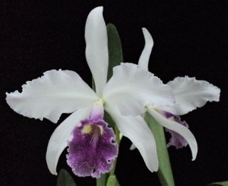 Rare Cattleya Orchids - C Warscewiczii Coerulea 1