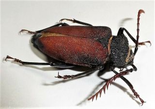 Cerambycidae,  Prioninae,  Calocomus Morosus Female A - (very Rare)