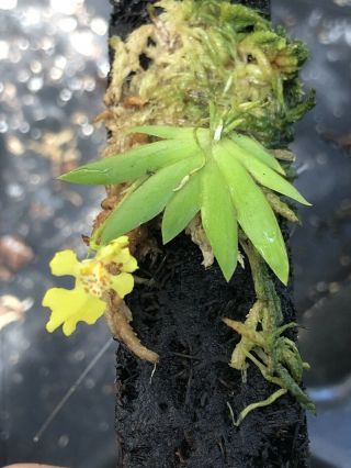 Psygmorchis Pusilla Oncidium Rare Mini Dwarf Orchid Species Flowering Size