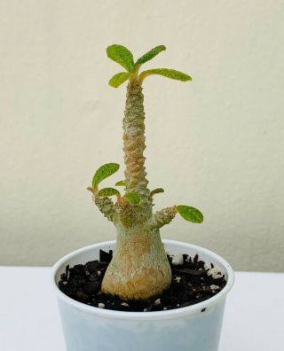 Dorstenia Gigas Branching Plant - Rare Succulent Plant Bonsai Caudex Caudiciform