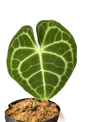 Anthurium Clarinervium - Rare Aroid - Velvet Leaf Houseplant