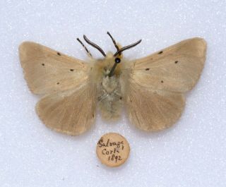 A Rare Male Of The Muslin Moth From Salvage,  Co.  Cork Ireland,  1892