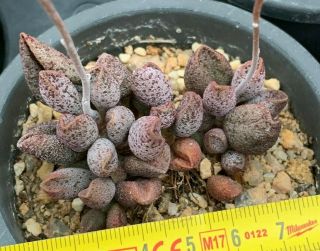 Rare Succulent - Adromischus Marianiae 玛丽安水泡 Imported From Korea