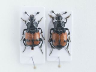 Nicrophorus Vespilloides,  A1 Pair,  Rare Form,  From Moravia,  Silphidae,  Beetles