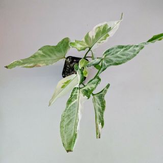 White Variegated Syngonium Narrow Leaf Rare