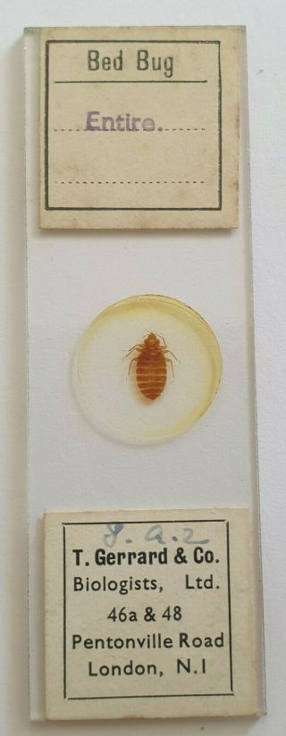 Fine Vintage Microscope Slide " Bed Bug Entire "