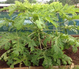 50,  Very Fresh Rare Dwarf Waimanalo Papaya Seeds Tropical Fruit Tree Plant See