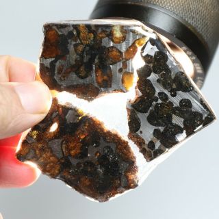 50g Rare Slices Of Kenyan Pallasite Olive Meteorite A513