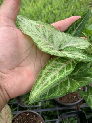 White Green Pink Syngonium,  Nephthytis 3” Pot Variegated Aroid Rare Arrowhead