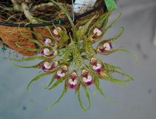 Bulbophyllum Binnendijkii Rare Division Really Wild Orchid Species