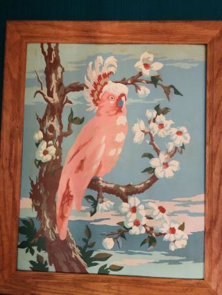 Framed Vintage 1950s Paint By Numbers Bird Parrot Cockatoo Rare Cockatiel Mcm