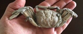 And Rare Fossil Crab Macrophthalmus Complete Pliocene