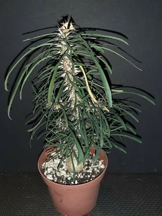 Euphorbia X Rossii Rare Caudex Exotic Succulent