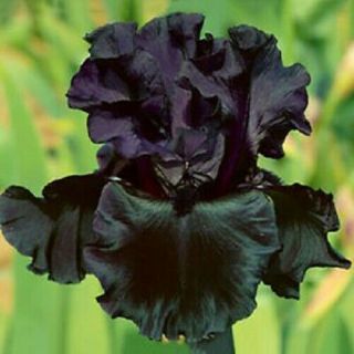 2 Bearded Iris Bulbs Perennial Resistant Hardy Flower Rare Stunning Fresh Plants