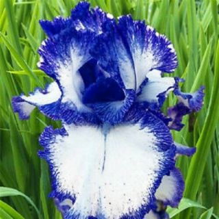 Resistant 2 Bearded Iris Bulbs Perennial Flowers Hardy Rare Plant Refresh Garden