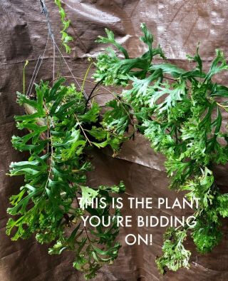 Rare Big Polypodium Fallax Plant Not Staghorn,  Platycerium Nor Microsorum Look