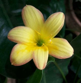 Rare Rain Lily Bulb Zephyranthe Perennial Flower Yellow First Love Fairy Lilies