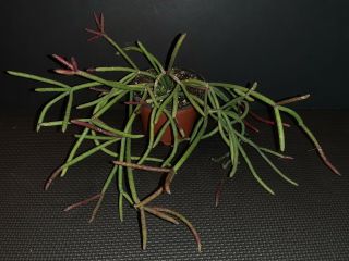 Rhipsalis baccifera ssp mauritiana ' Ferrari ' rare exotic Epiphyte jungle cactus 2