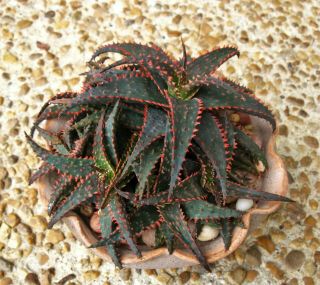 Aloe Christmas Sleigh K Griffin Hybrid Color Rare Succulent