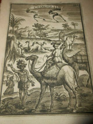 1683 Copper Engraving A.  M.  Mallet Camels.  