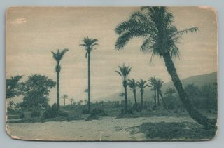 Palm Trees—river Kishon Haifa Antique Palestine Israel Postcard—jamal Bros 1921
