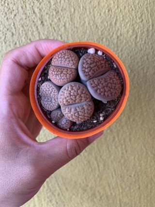 A Full Pot Of Rare Lithops,  Living Stone,  3 - Year - Old Mature Plant,  Succulent.