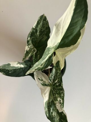 Rare Variegated Syngonium Podophyllum White Albo Variegata 4 " Plant