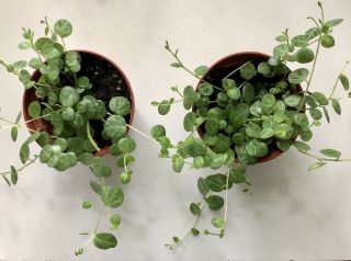 Last One Rare " String Of Turtles " (peperomia Prostrata) - Rooted,  Variation?