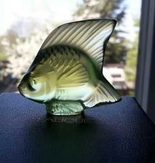 Lalique Fish,  Rare/unusual Colour,  Anise Special,  Angel Fish.  Bnib,  Gift Idea
