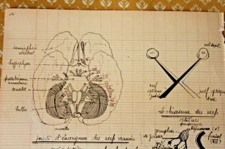 1850 Manuscript Medecine Document With Cranial Nerves Brain Illustrations Amazin
