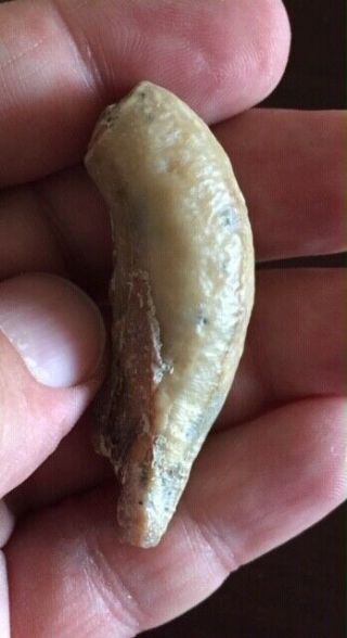 Very RARE fossil DESMOSTYLUS tooth MIOCENE Shark Tooth Hill Bakersfield 2