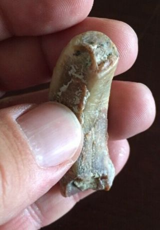 Very RARE fossil DESMOSTYLUS tooth MIOCENE Shark Tooth Hill Bakersfield 3