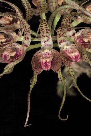 Bulbophyllum Binnendijkii Spectacular 9 " Umbel Rare Orchid Species