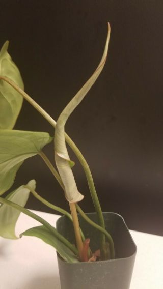 PHILODENDRON GLORIOSUM Rooted Starter plant rare aroid collector 2