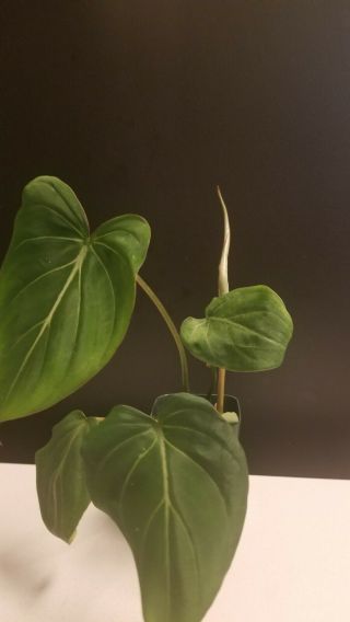 PHILODENDRON GLORIOSUM Rooted Starter plant rare aroid collector 3
