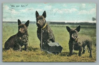 “who Said Rats?” Black Westie Terrier Dog—antique Hunting Postcard 1909