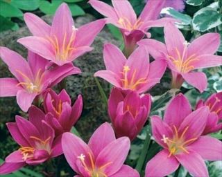 Hardy Lycoris Lily Rain Lily Bulbs Zephyranthes Perennial Flower Pink Rare Plant