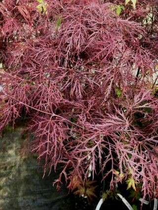 Japanese Maple Red Filigree Lace Rare