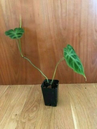 Rare Philodendron Verrucosum.  2 Leaves And 1 Leaf