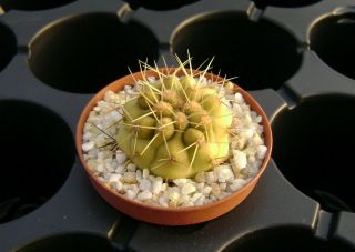 Copiapoa Cinerea Ssp.  Haseltoniana Own Root Rare Cactus 08125