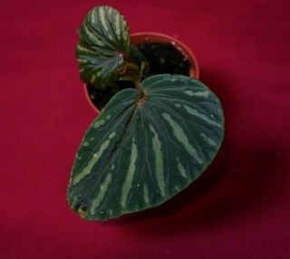 Begonia Plant Aiensis Rare Terrarium Plant 2 " Pot