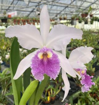 Rare Cattleya Orchids - C Warscewiczii Coerulea 1 In Bloom