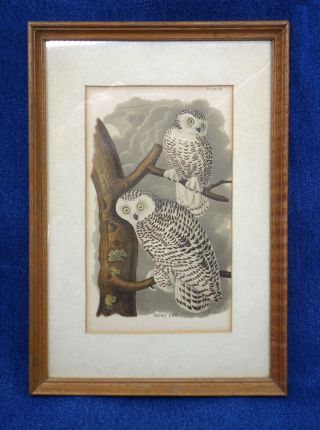 Antique Snowy Owl Bird Framed Book Page Hand - Tinted B&w Print